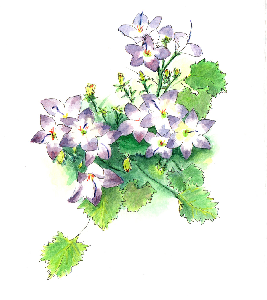Aqurelle botanique : campanules blancs et violets