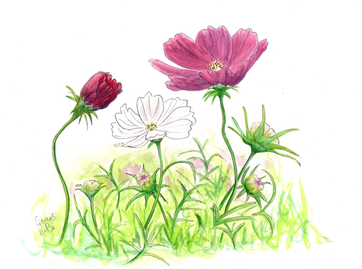 aquarelle champs de cosmos blancs et roses