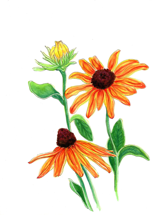 Aquarelle de 3 fleurs Rudbekia jaune
